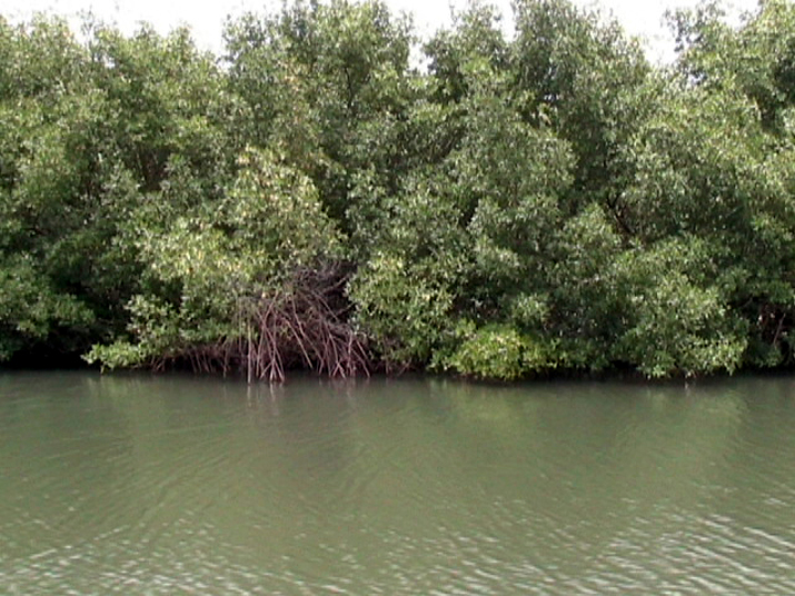 25 - Mangrove 070.jpg